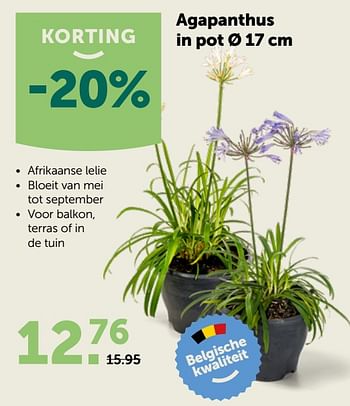 Promoties Agapanthus in pot - Huismerk - Aveve - Geldig van 20/05/2020 tot 30/05/2020 bij Aveve