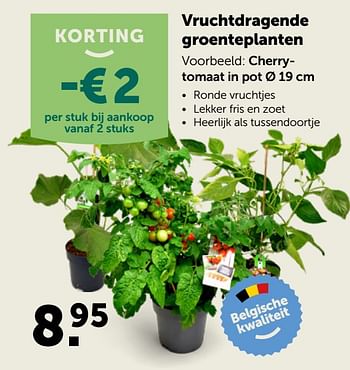 Promoties Cherrytomaat in pot - Huismerk - Aveve - Geldig van 20/05/2020 tot 30/05/2020 bij Aveve