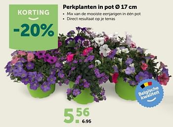 Promoties Perkplanten in pot - Huismerk - Aveve - Geldig van 20/05/2020 tot 30/05/2020 bij Aveve