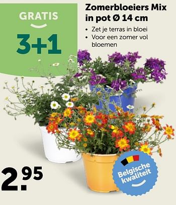Promoties Zomerbloeiers mix in pot - Huismerk - Aveve - Geldig van 20/05/2020 tot 30/05/2020 bij Aveve