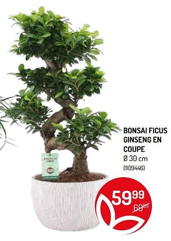 Promotions Bonsai ficus ginseng en coupe - Produit Maison - Oh'Green - Valide de 20/05/2020 à 31/05/2020 chez Oh'Green