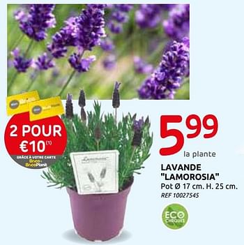 Promotions Lavendel lamorosia - Produit maison - Brico - Valide de 03/06/2020 à 15/06/2020 chez Brico