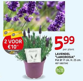 Promotions Lavendel lamorosia - Produit maison - BricoPlanit - Valide de 03/06/2020 à 15/06/2020 chez BricoPlanit