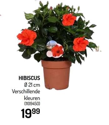Promoties Hibiscus - Huismerk - Oh'Green - Geldig van 03/06/2020 tot 14/06/2020 bij Oh'Green