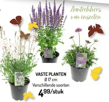 Promotions Vaste planten - Produit Maison - Oh'Green - Valide de 03/06/2020 à 14/06/2020 chez Oh'Green