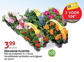 Promoties Eenjarige planten - Huismerk - Brico - Geldig van 17/06/2020 tot 29/06/2020 bij Brico