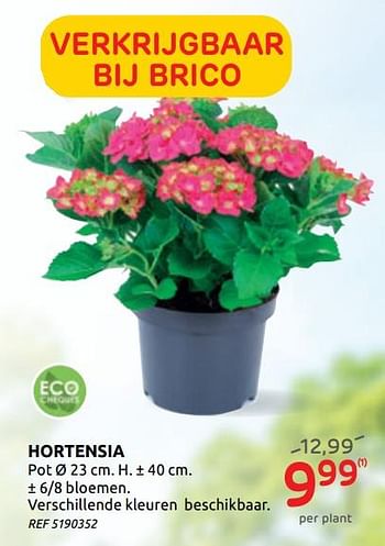 Promoties Hortensia - Huismerk - Brico - Geldig van 17/06/2020 tot 29/06/2020 bij Brico