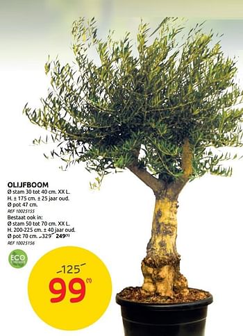 Promotions Olijfboom - Produit maison - BricoPlanit - Valide de 17/06/2020 à 29/06/2020 chez BricoPlanit