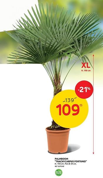 Promoties Palmboom trachycarpus fortunei - Huismerk - BricoPlanit - Geldig van 17/06/2020 tot 29/06/2020 bij BricoPlanit