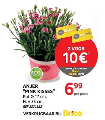 Promoties Anjer pink kisses - Huismerk - BricoPlanit - Geldig van 01/07/2020 tot 13/07/2020 bij BricoPlanit