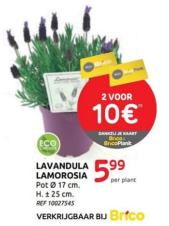 Promotions Lavandula lamorosia - Produit maison - BricoPlanit - Valide de 01/07/2020 à 13/07/2020 chez BricoPlanit