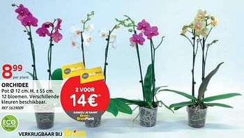 Promoties Orchidee - Huismerk - BricoPlanit - Geldig van 01/07/2020 tot 13/07/2020 bij BricoPlanit