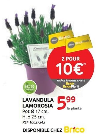 Promotions Lavandula lamorosia - Produit maison - BricoPlanit - Valide de 01/07/2020 à 13/07/2020 chez BricoPlanit