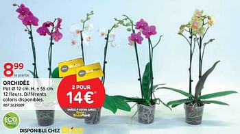 Promotions Orchidée - Produit maison - BricoPlanit - Valide de 01/07/2020 à 13/07/2020 chez BricoPlanit