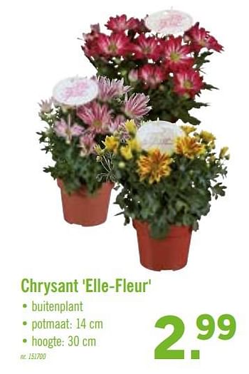 Promoties Chrysant elle-fleur - Huismerk - Lidl - Geldig van 13/07/2020 tot 18/07/2020 bij Lidl