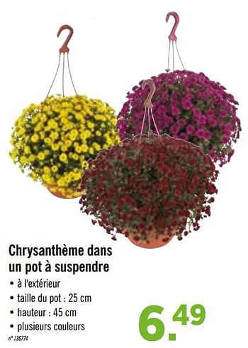 Promotions Chrysanthème dans un pot à suspendre - Produit maison - Lidl - Valide de 03/08/2020 à 08/08/2020 chez Lidl