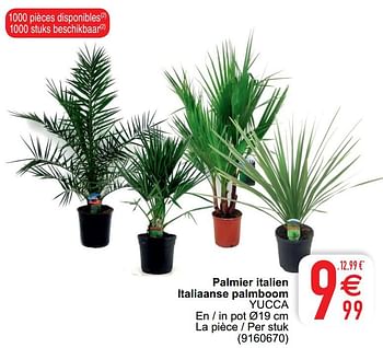 Promotions Palmier italien italiaanse palmboom yucca - Produit maison - Cora - Valide de 04/08/2020 à 17/08/2020 chez Cora