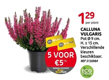 Promoties Calluna vulgaris - Huismerk - BricoPlanit - Geldig van 02/09/2020 tot 14/09/2020 bij BricoPlanit