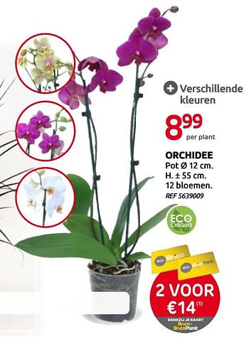 Promoties Orchidee - Huismerk - BricoPlanit - Geldig van 02/09/2020 tot 14/09/2020 bij BricoPlanit