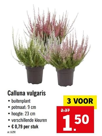 Promoties Calluna vulgaris - Huismerk - Lidl - Geldig van 14/09/2020 tot 19/09/2020 bij Lidl