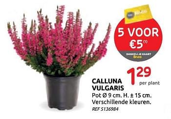 Promotions Calluna vulgaris - Produit maison - BricoPlanit - Valide de 16/09/2020 à 29/09/2020 chez BricoPlanit