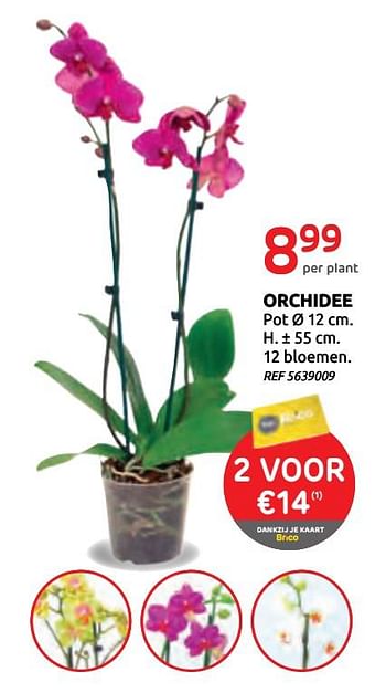 Promoties Orchidee - Huismerk - BricoPlanit - Geldig van 16/09/2020 tot 29/09/2020 bij BricoPlanit