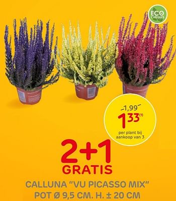 Promoties Calluna vu picasso mix - Huismerk - BricoPlanit - Geldig van 30/09/2020 tot 12/10/2020 bij BricoPlanit