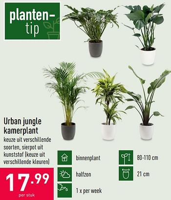 Promoties Urban jungle kamerplant - Huismerk - Aldi - Geldig van 19/10/2020 tot 30/10/2020 bij Aldi