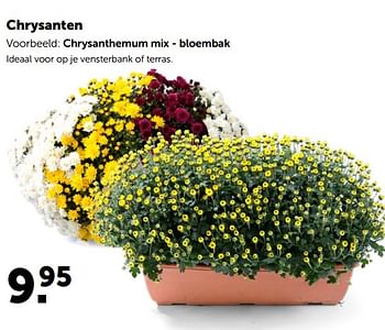 Promoties Chrysanten chrysanthemum mix - bloembak - Huismerk - Aveve - Geldig van 21/10/2020 tot 31/10/2020 bij Aveve