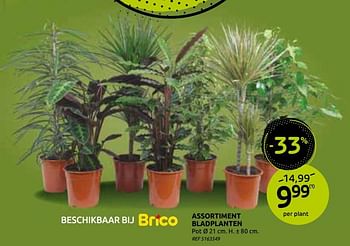 Promoties Assortiment bladplanten - Huismerk - BricoPlanit - Geldig van 18/11/2020 tot 30/11/2020 bij BricoPlanit