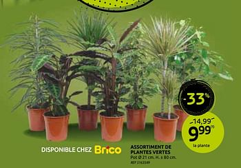 Promotions Assortiment de plantes vertes - Produit maison - BricoPlanit - Valide de 18/11/2020 à 30/11/2020 chez BricoPlanit