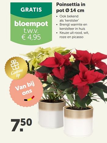 Promoties Poinsettia in pot ø 14 cm - Huismerk - Aveve - Geldig van 25/11/2020 tot 05/12/2020 bij Aveve