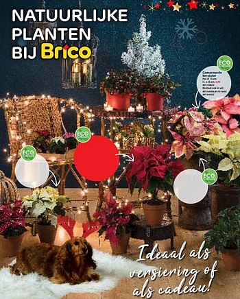 Promoties Gemarmerde kerstster - Huismerk - BricoPlanit - Geldig van 02/12/2020 tot 28/12/2020 bij BricoPlanit