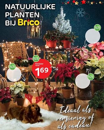 Promoties Kerstster - Huismerk - BricoPlanit - Geldig van 02/12/2020 tot 28/12/2020 bij BricoPlanit