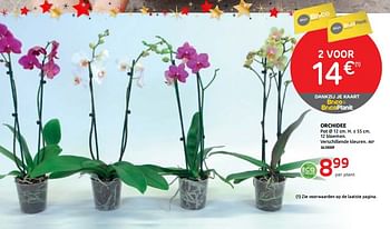 Promoties Orchidee - Huismerk - BricoPlanit - Geldig van 02/12/2020 tot 28/12/2020 bij BricoPlanit