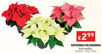 Promotions Euphorbia pulcherrima - Produit maison - Trafic  - Valide de 16/12/2020 à 20/12/2020 chez Trafic