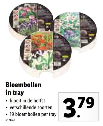Promoties Bloembollen in tray - Huismerk - Lidl - Geldig van 25/01/2021 tot 31/01/2021 bij Lidl