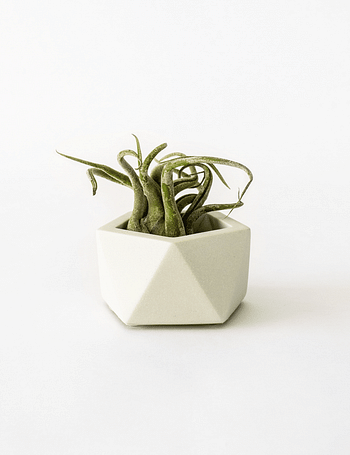 Promotions Vand Tealight / Airplant Holder - Silver Green - House Raccoon - Valide de 22/01/2021 à 22/01/2021 chez House Raccoon