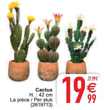 Promotions Cactus - Produit maison - Cora - Valide de 16/02/2021 à 01/03/2021 chez Cora