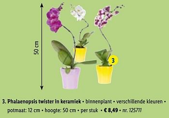 Promoties Phalaenopsis twister in keramiek - Huismerk - Lidl - Geldig van 01/03/2021 tot 06/03/2021 bij Lidl