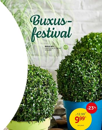 Promoties Buxus bol - Huismerk - Brico - Geldig van 03/03/2021 tot 15/03/2021 bij Brico