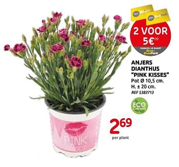 Promoties Dianthus pink kisses - Huismerk - Brico - Geldig van 03/03/2021 tot 15/03/2021 bij Brico