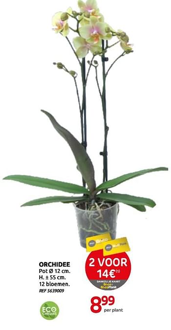 Promoties Orchidee - Huismerk - Brico - Geldig van 03/03/2021 tot 15/03/2021 bij Brico