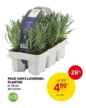 Promoties Pack van 6 lavendelplanten - Huismerk - Brico - Geldig van 03/03/2021 tot 15/03/2021 bij Brico