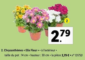 Promotions Chrysanthèmes elle fleur - Produit maison - Lidl - Valide de 01/03/2021 à 06/03/2021 chez Lidl