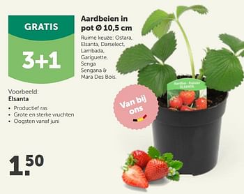 Promoties Aardbeien in pot ø 10,5 cm elsanta - Huismerk - Aveve - Geldig van 10/03/2021 tot 20/03/2021 bij Aveve