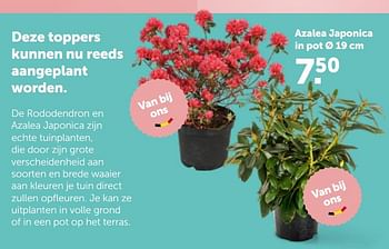 Promoties Azalea japonica in pot ø 19 cm - Huismerk - Aveve - Geldig van 10/03/2021 tot 20/03/2021 bij Aveve