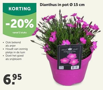 Promoties Dianthus in pot - Huismerk - Aveve - Geldig van 31/03/2021 tot 10/04/2021 bij Aveve
