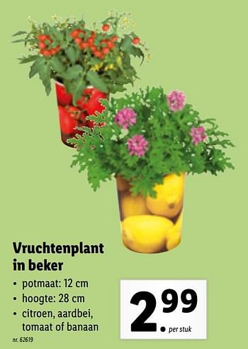 Promoties Vruchtenplant in beker - Huismerk - Lidl - Geldig van 12/04/2021 tot 17/04/2021 bij Lidl