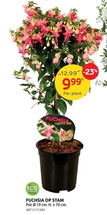 Promoties Fuchsia op stam - Huismerk - Brico - Geldig van 14/04/2021 tot 26/04/2021 bij Brico